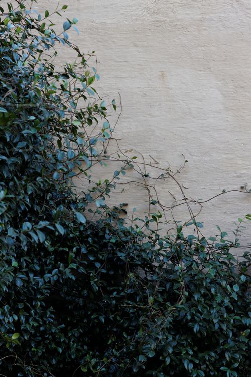 Free Climbing plants creating a lush, natural texture on a minimalist white wall. Stock Photo