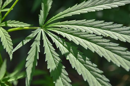 Detailed close-up of a green cannabis leaf outdoors, showcasing its texture and structure.