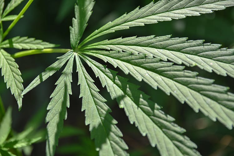 Close-Up Shot Of A Hemp Leaf 