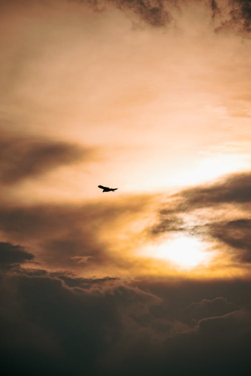 Základová fotografie zdarma na téma dramatická obloha, létání, mraky