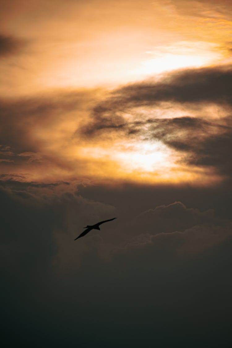 Bird Flying Under Cloudy Sky During Sunset