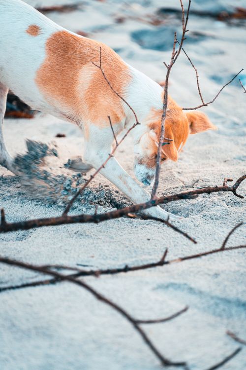 Free A brown and white dog energetically digs in the beach sand, surrounded by branches. Stock Photo
