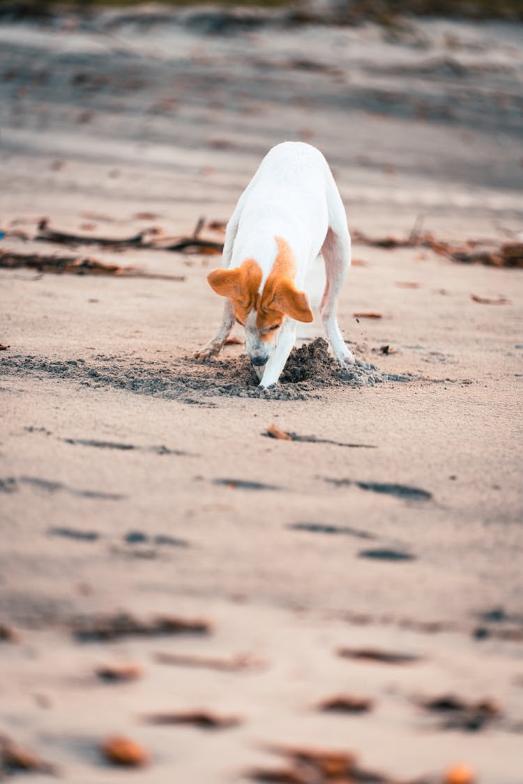 A Dog Digging Sand 