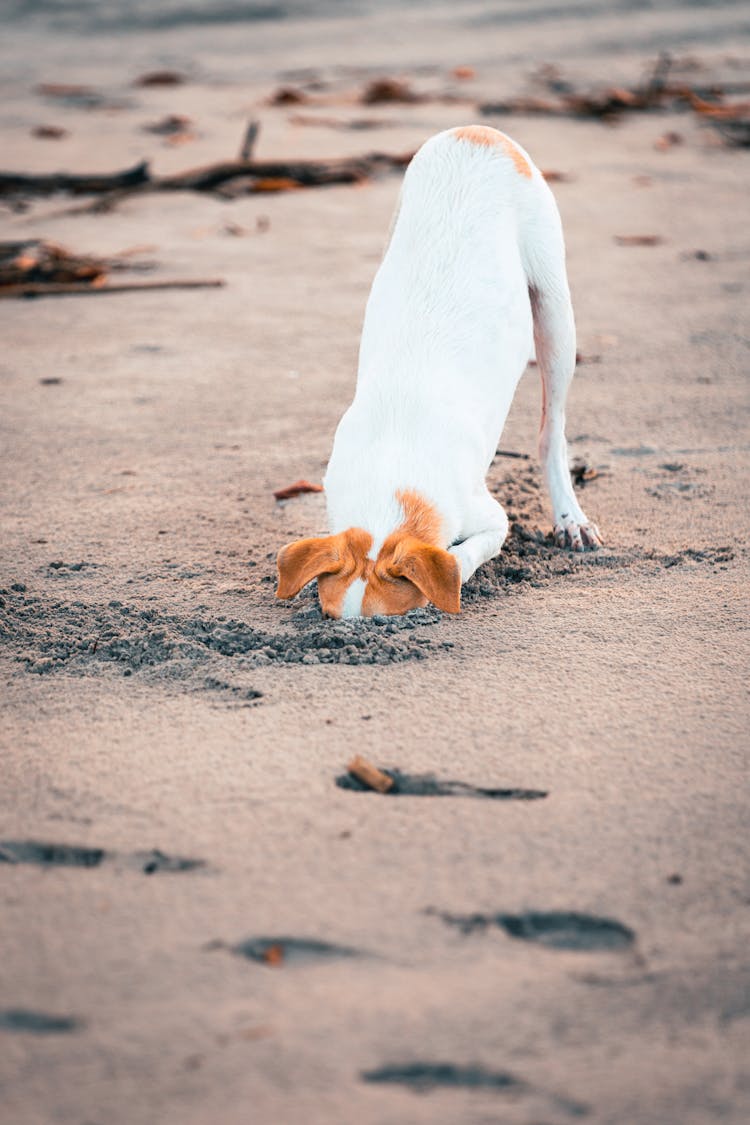 A Dog Digging Sand