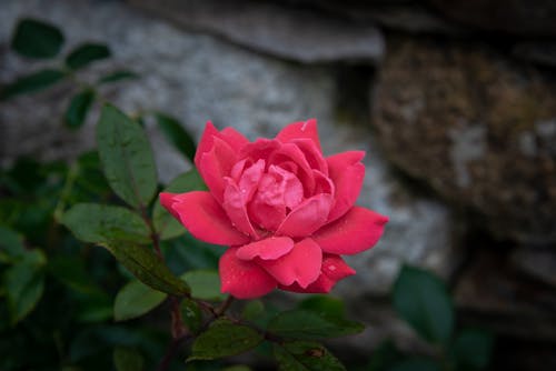 A Red Rose in Full Bloom