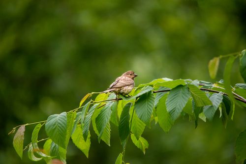 Free A common rosefinch sits on a leafy tree branch in Southborough, Massachusetts. Stock Photo