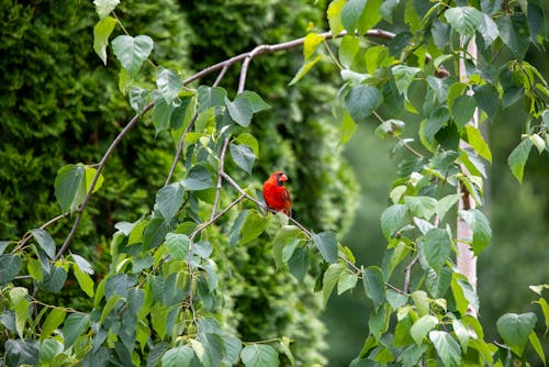 A Bird Perched on Tree Branch with Green Leaves