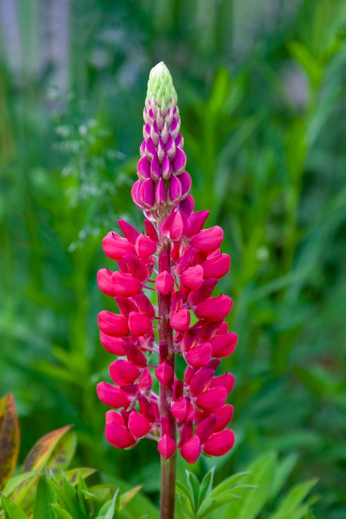 Free Close-up of a vibrant lupine flower blooming in a lush summer garden. Stock Photo