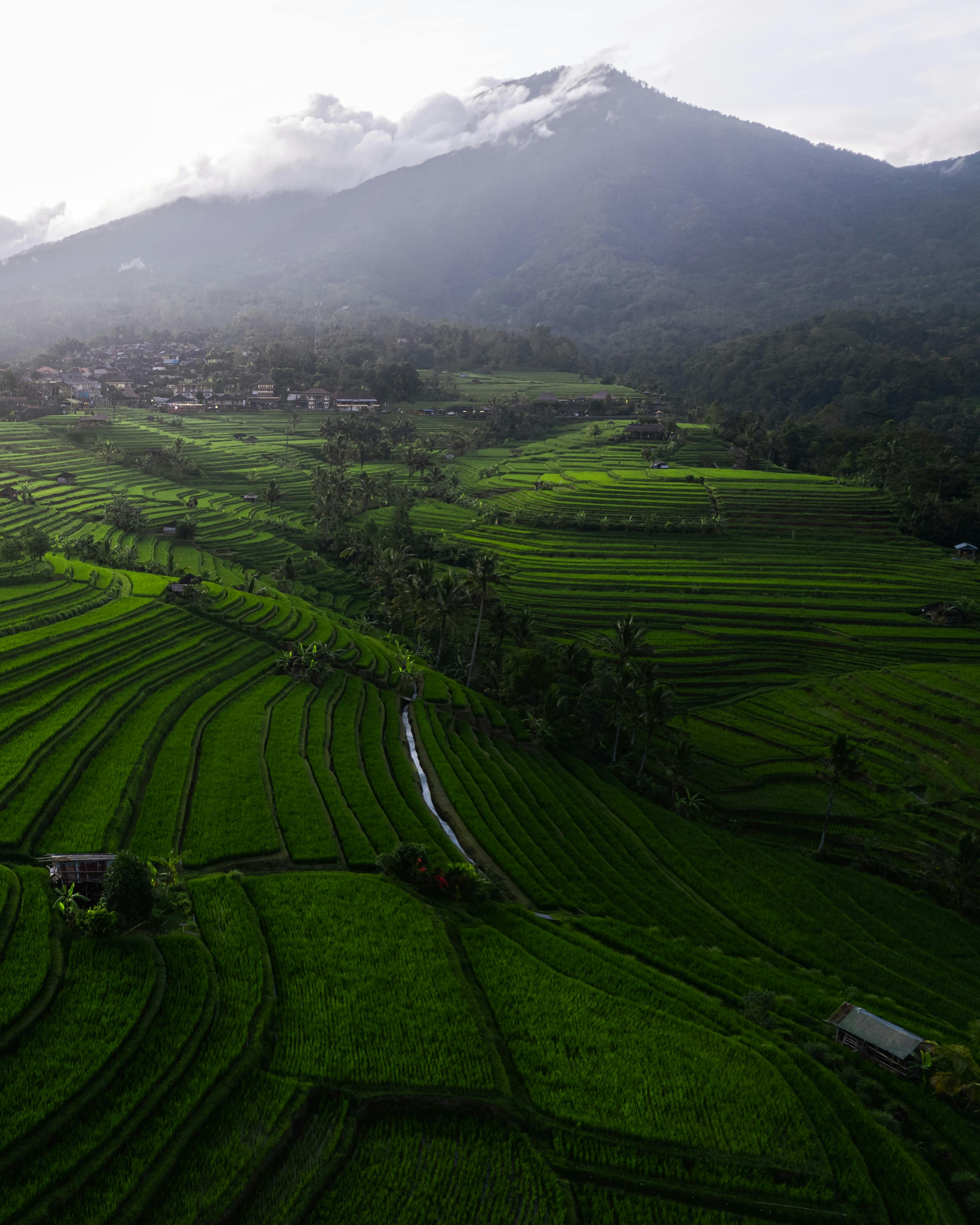 Lush rice paddies in Sidemen Valley with Mount Agung rising through morning clouds in East Bali