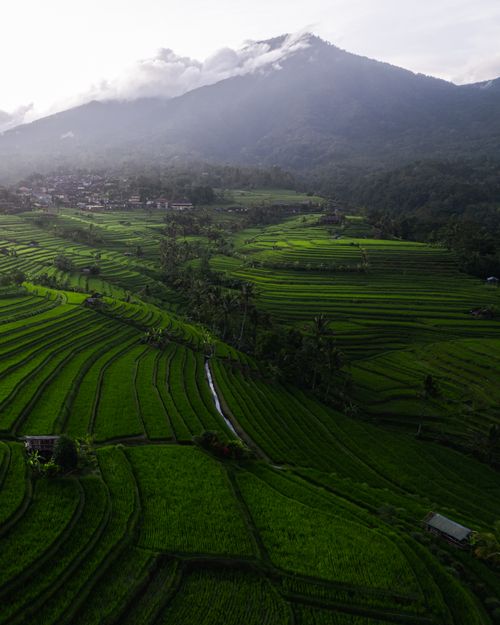 Free Lush green rice terraces in Bali, Indonesia, with mountains in the background. Stock Photo