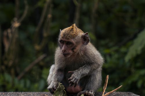 Free Close-Up Shot of a Monkey  Stock Photo