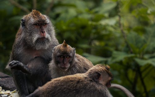 Three Monkeys in the Wilderness