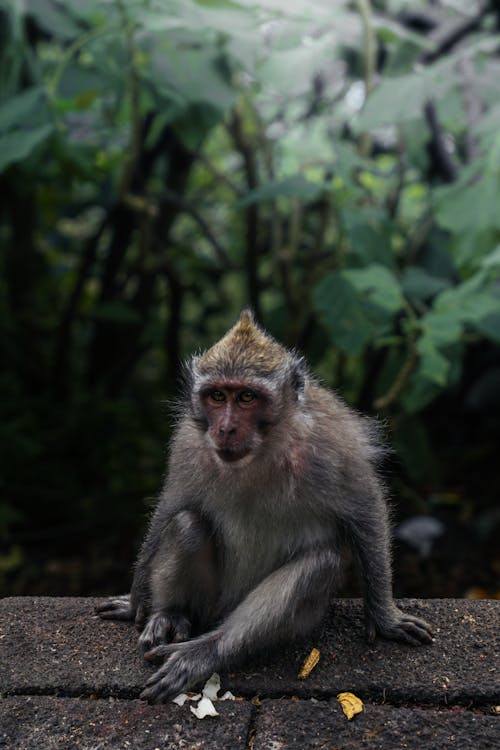 Close-Up Shot of a Monkey 