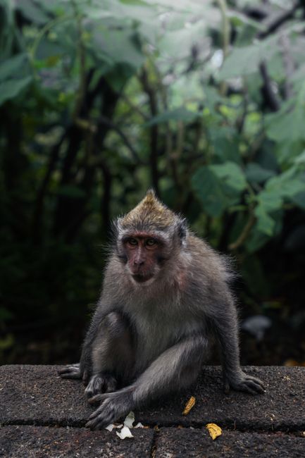 A thoughtful long-tailed macaque sits on a stone pathway amidst the dense vegetation of Bali's jungles.
