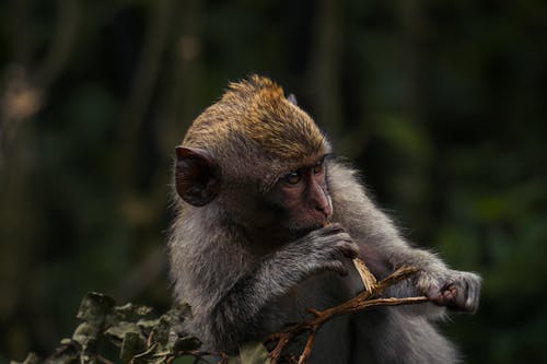 Free Close-Up Shot of a Monkey  Stock Photo