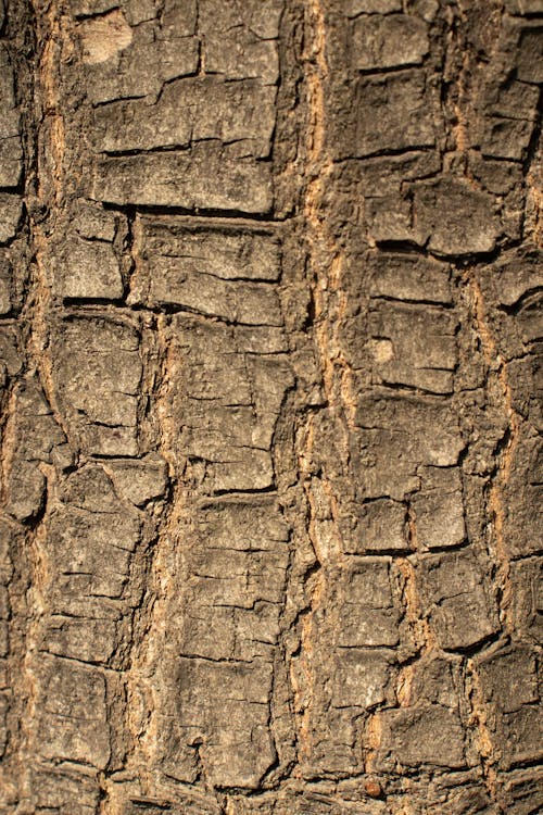 テクスチャ, 垂直ショット, 木の幹の無料の写真素材
