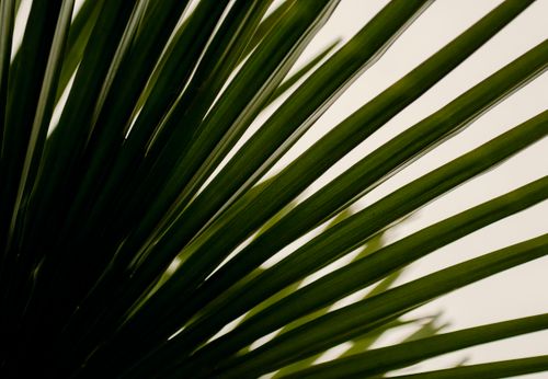 Free Detailed close-up of green palm leaves highlighting texture and pattern under natural light. Stock Photo