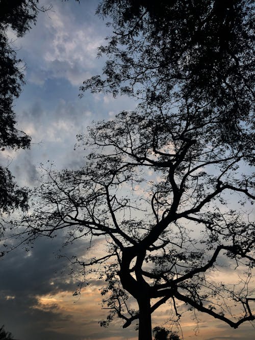 Foto profissional grátis de árvores nuas, cênico, céu azul