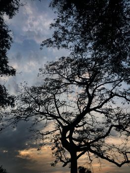 A stunning silhouette of a leafless tree against a colorful evening sky, capturing nature's serenity.. pexels, stunning, silh