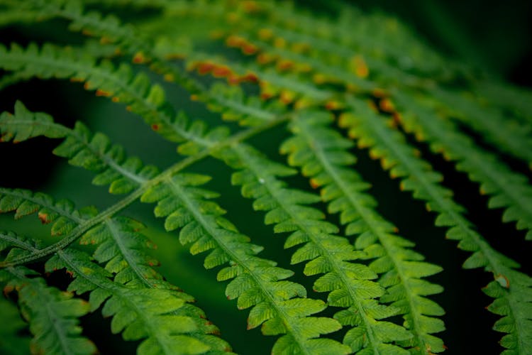 Close-Up Shot Of A Frond 