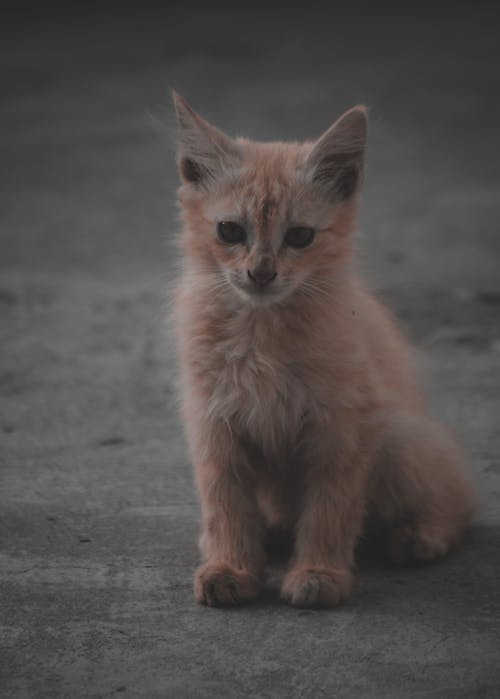 Close-Up Shot of a Kitten