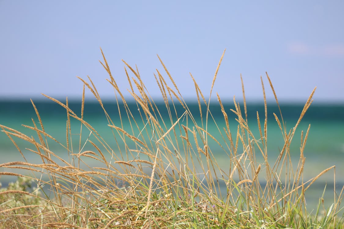 Seaside Grass In Summer · Free Stock Photo