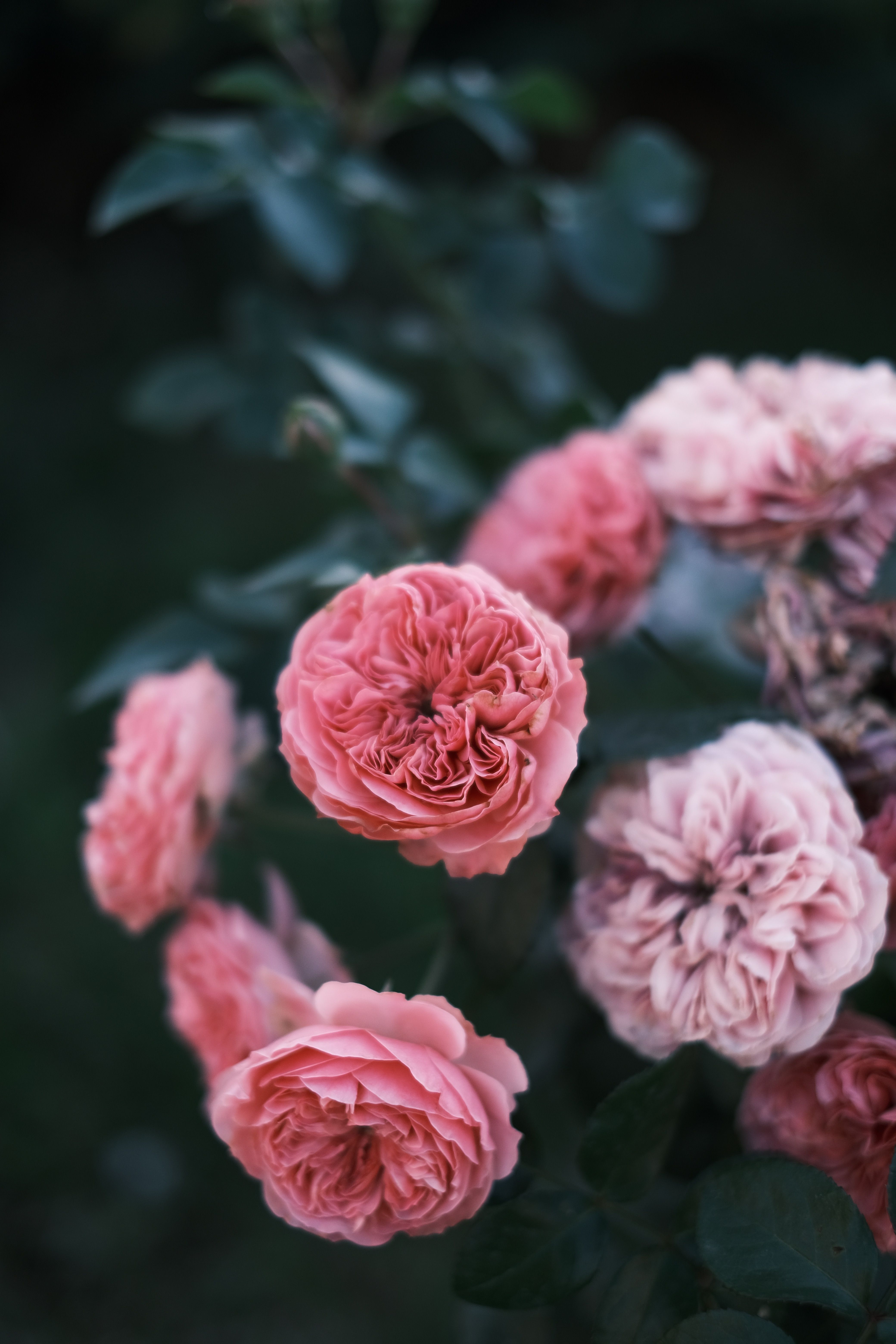 Photograph of Pink Roses · Free Stock Photo