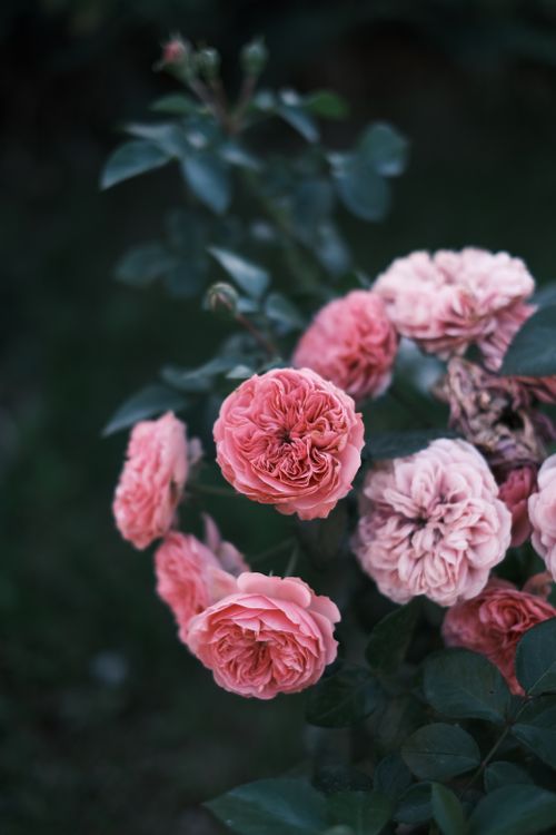 Free Beautiful close-up of pink garden roses in full bloom in an outdoor setting, perfect for floral lovers. Stock Photo