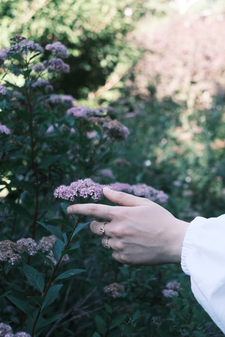 Person Touching A Flower