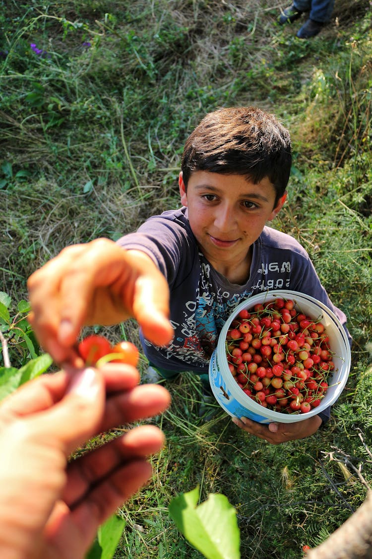 Smiling Teenager Boy Collecting A Cherries