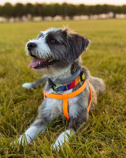 A Dog Lying on Green Grass Field