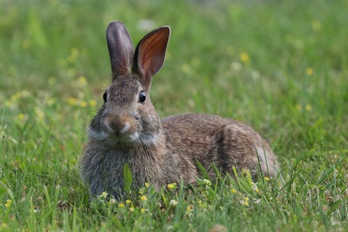 Free A Rabbit on the Grass Stock Photo