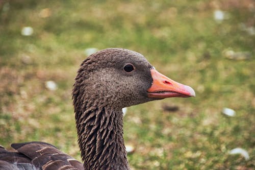 Close-Up Shot of a Goose 