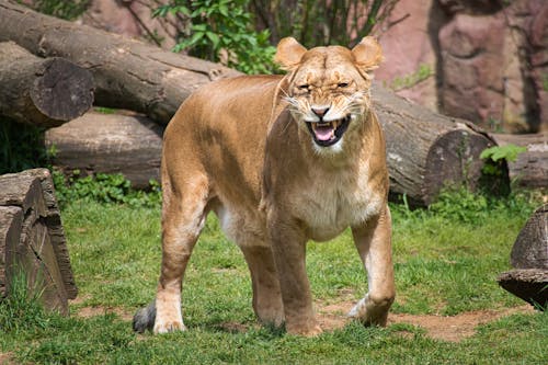 Ücretsiz aslan, büyük kedi, çim içeren Ücretsiz stok fotoğraf Stok Fotoğraflar