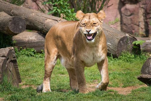 Free A powerful lioness enjoying her natural surroundings in a zoo setting. Stock Photo