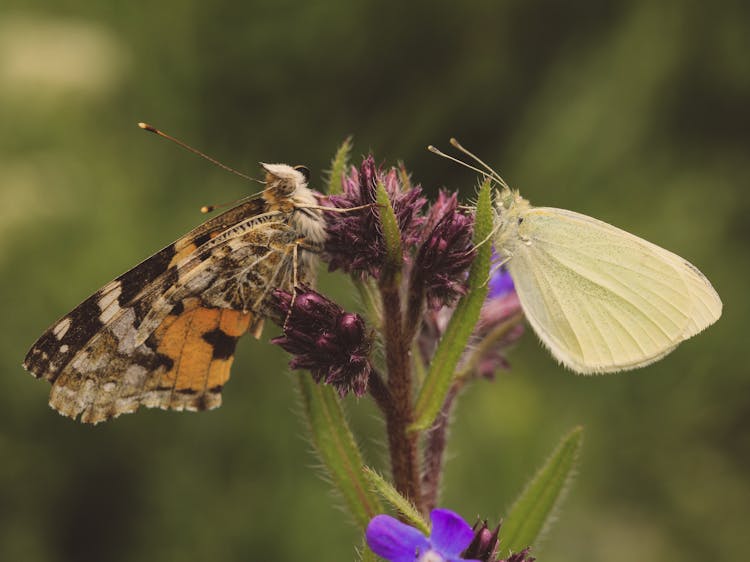 Photo Of A Painted Lady And Cabbage White Butterflies