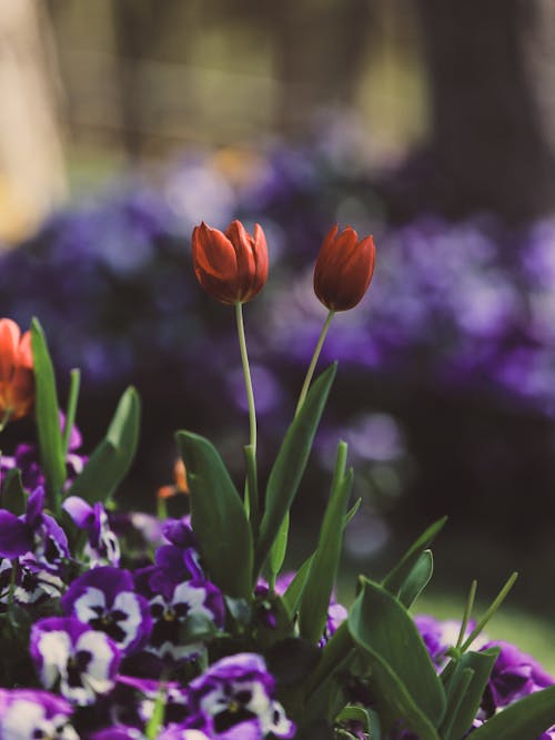 Close-up of Red and Purple Flowers