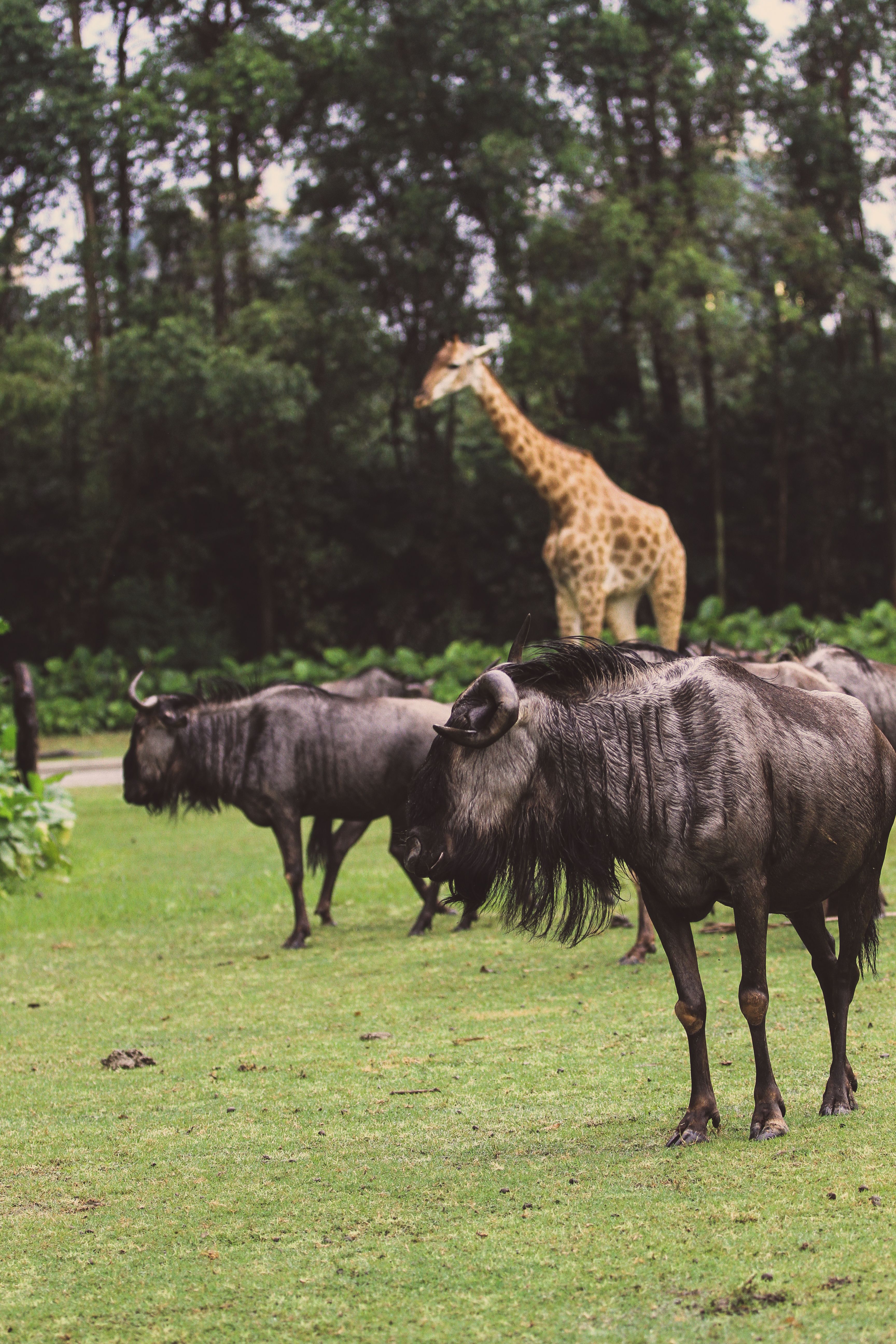 Grazing wildebeests and a giraffe in a lush African safari setting, emphasizing wildlife and nature.