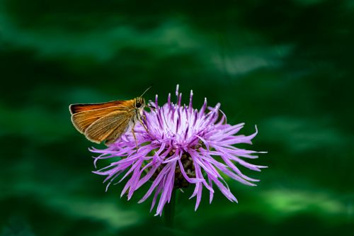 Free Detailed close-up of a small skipper butterfly resting on a vivid purple flower against a lush green background. Stock Photo