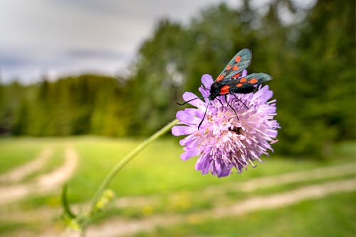 A Moth on a Flower 