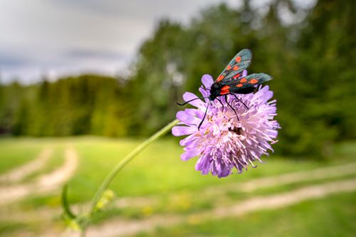 Free A close-up of a six-spot burnet moth on a purple wildflower in a grassy meadow. Stock Photo