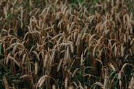 夏末，充满活力的麦田特写镜头展示了大自然的收成