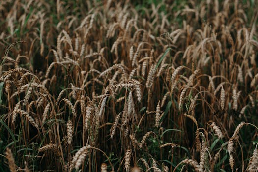 Photo by Irina Iriser Vibrant wheat field close-up captured in late summer, showcasing nature's harvest.