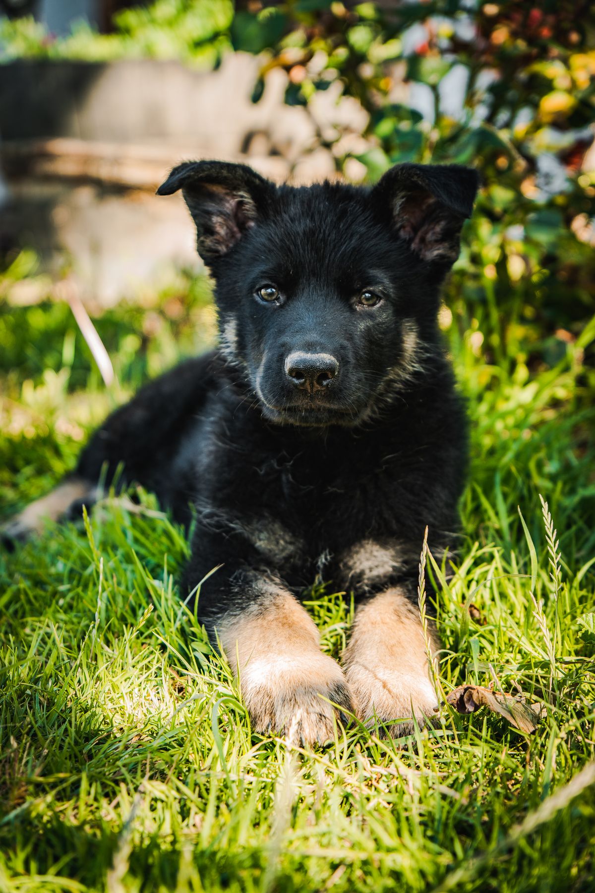 Brume, chiot femelle Berger Allemand