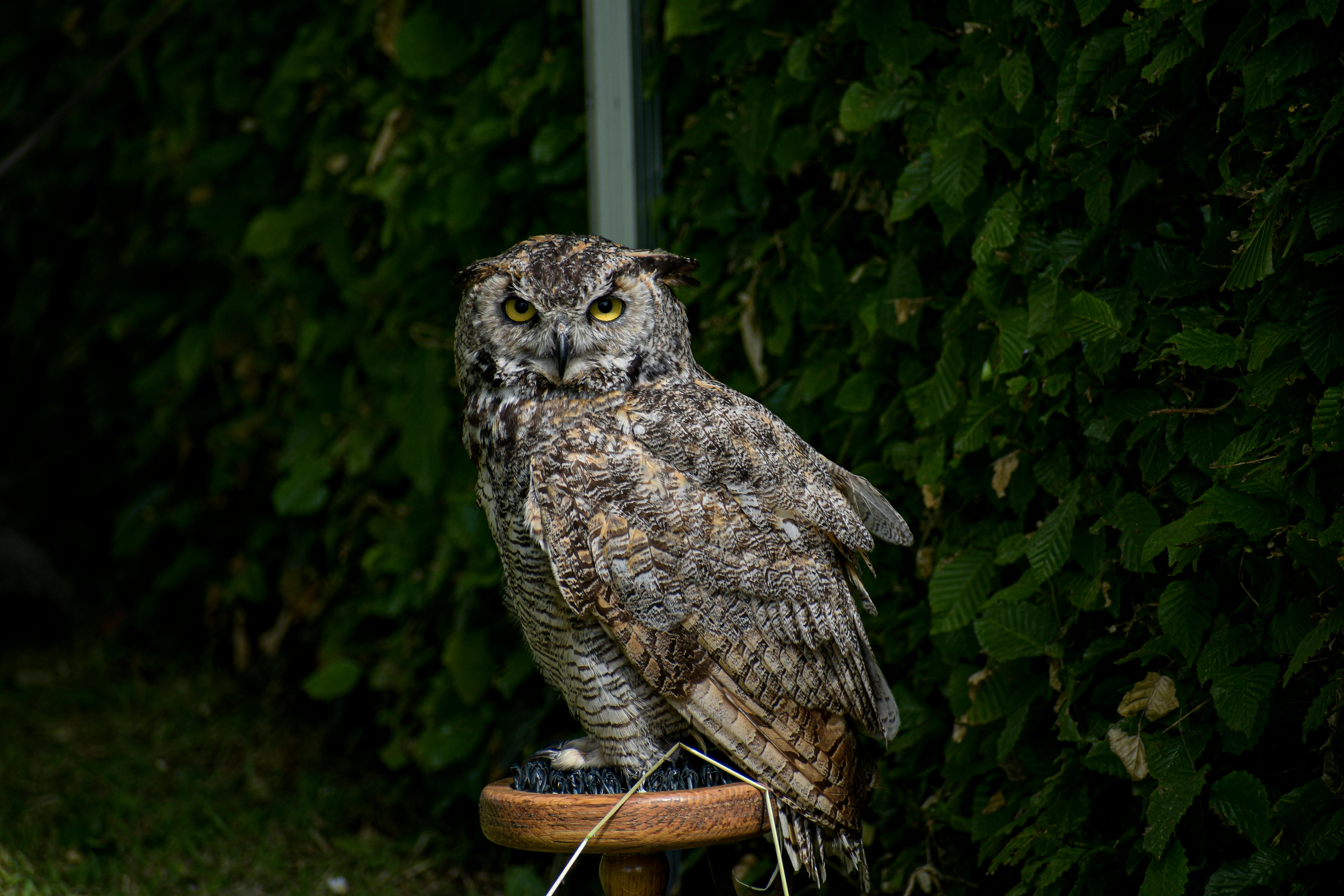 科技巨擘趁機獵人，人才競爭愈演愈烈