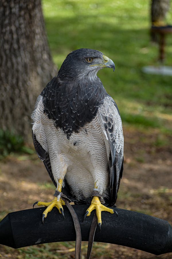 Black and White Eagle on Brown Soil