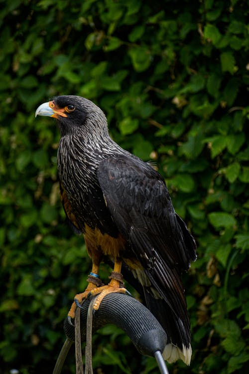 Kostenloses Stock Foto zu erhaltung, falke, federn