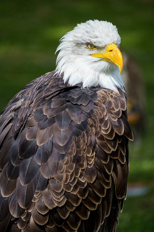 Kostenloses Stock Foto zu adler, feder, nahansicht