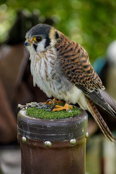 An American Kestrel perched on a post, showcasing its detailed feathers and sharp gaze.