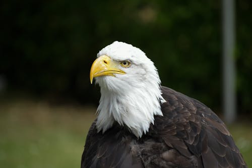 Southern Bald Eagle in Close Up Photography